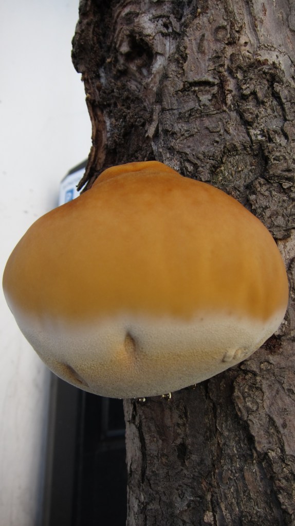 anthropomorphic fungus