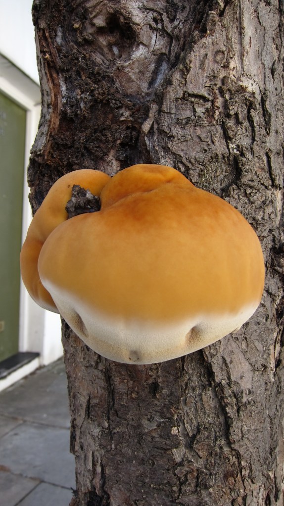 fungus 2