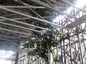 York Way tree encased by scaffolding