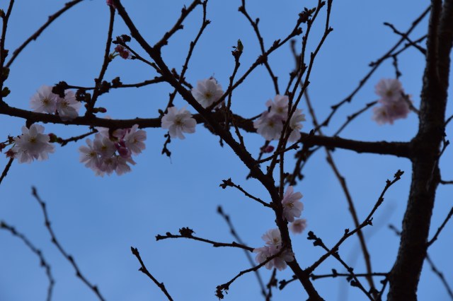 cherry blossom argyle street