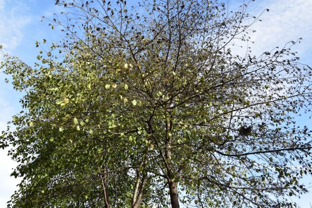 beech tree caledonian road