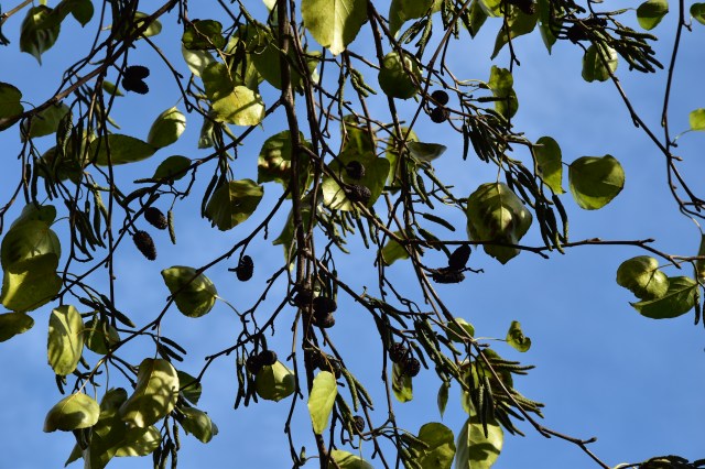 catkins caledonian road