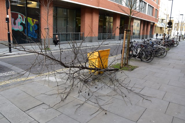 tree railways street