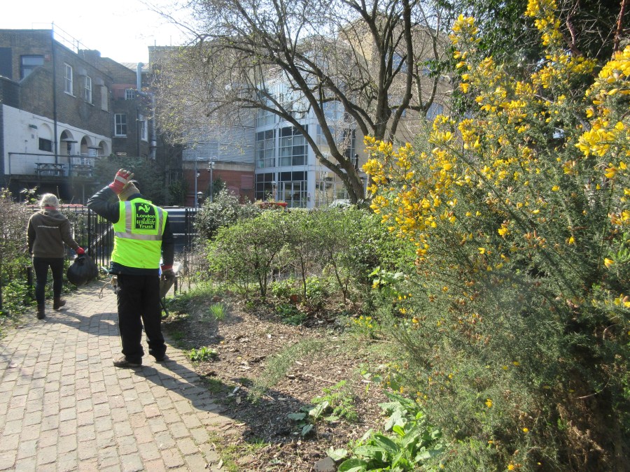 London Wildlife Trust volunteers on the Regent's Canal near Caledonian Road in King's Cross