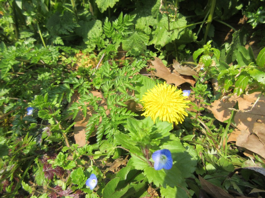 Dandelion. Regent's Canal behind King's Cross station