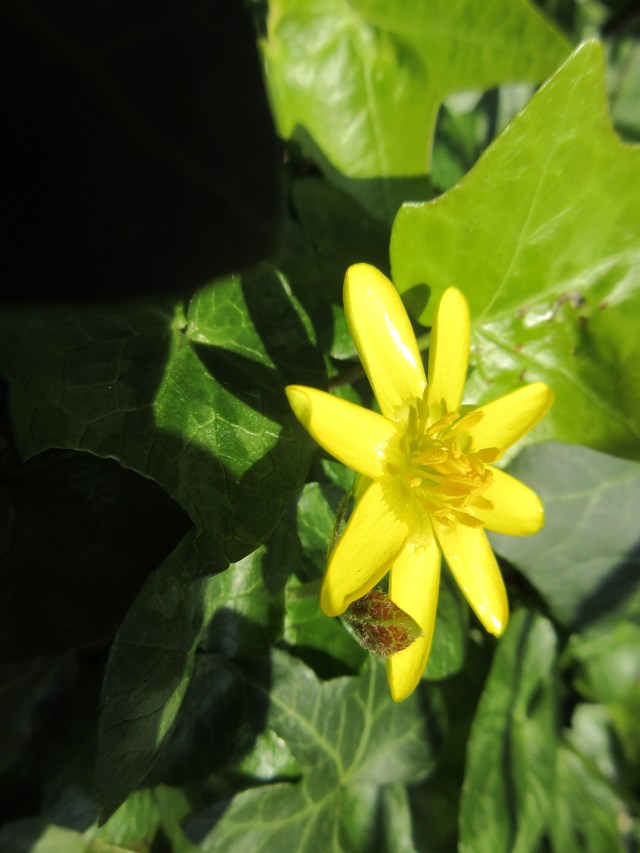 Celandine. Regent's Canal behind King's Cross station