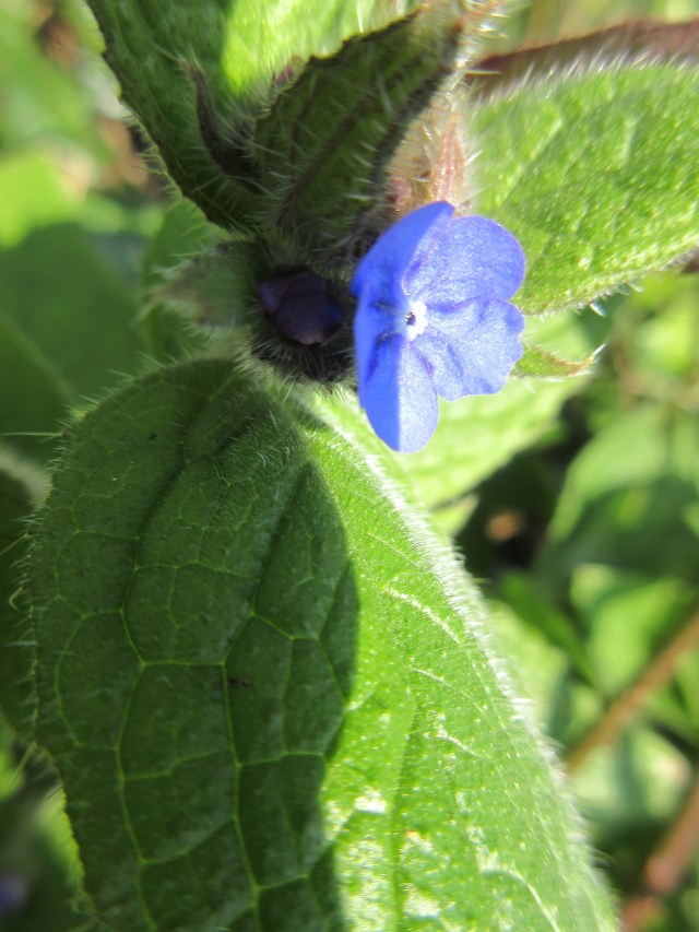 Green Alkinet. Regent's Canal behind King's Cross
