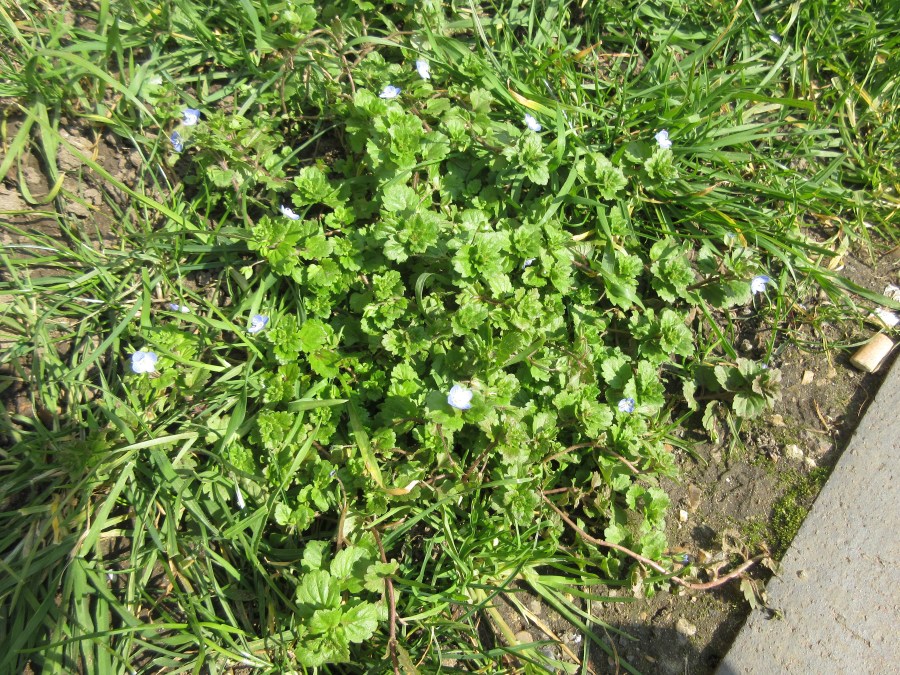 Speedwell. Regent's Canal behind King's Cross station