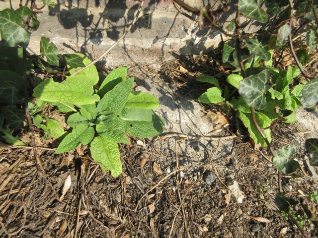 Comfrey on he regent's canal behind King's Cross station