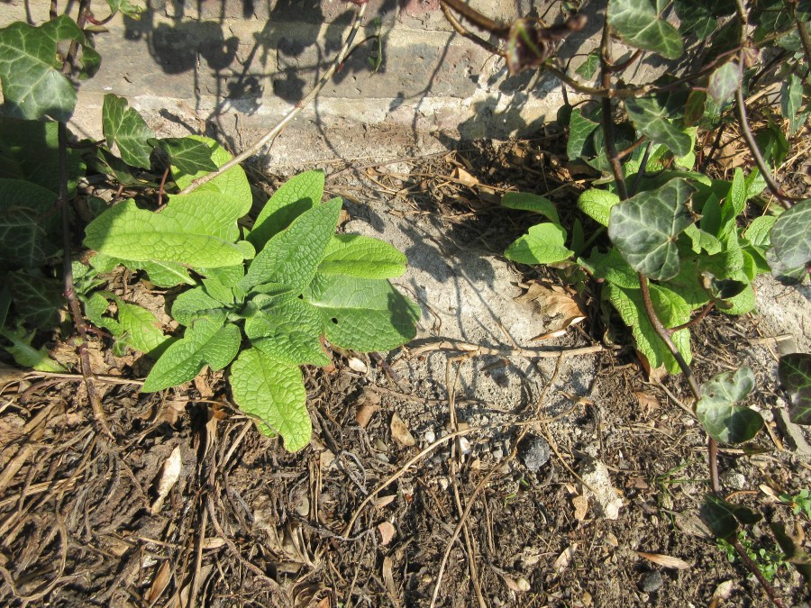 Comfrey on he regent's canal behind King's Cross station