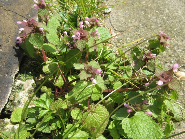 Dead Nettle, part of the mint family. Regent's Canal behind King's Cross station