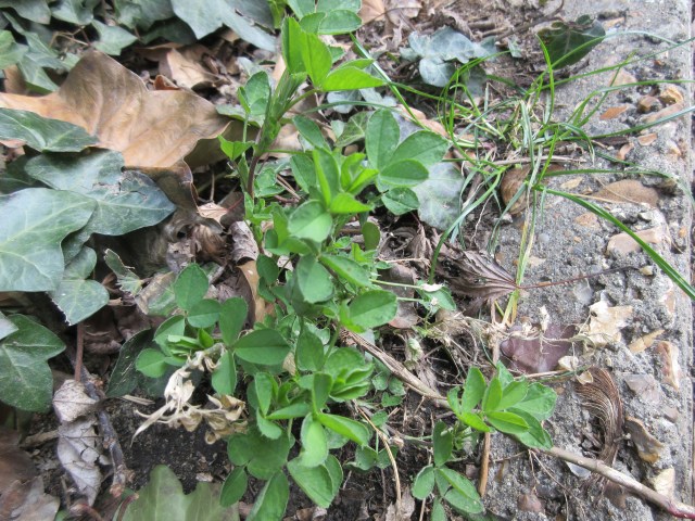 Lucerne, Alfalfa on the Regent's Canal behind King's Cross station