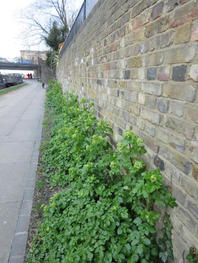 I think these are Alexaxders, Smyrnium olusatrum. Regent's Canal behind King's Cross station.