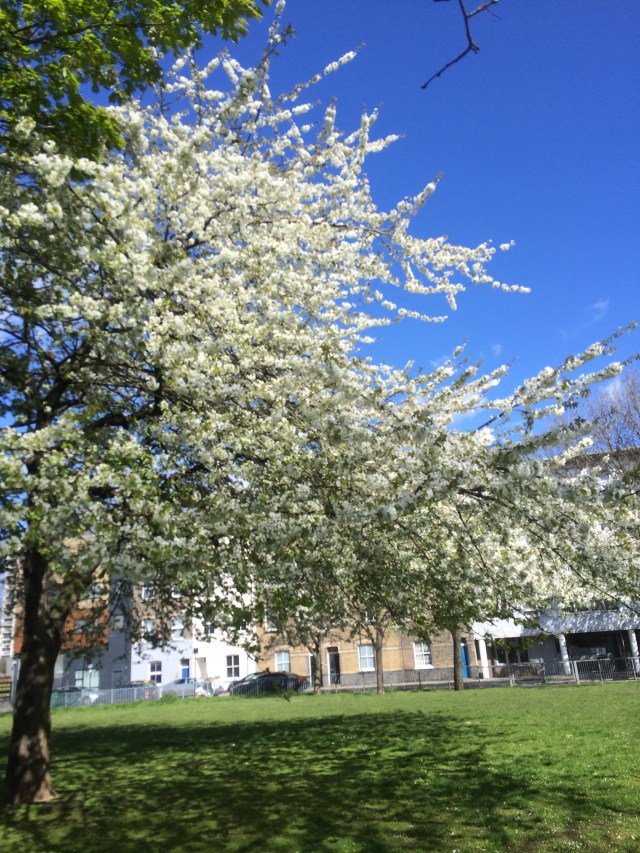 bingfield park blossom