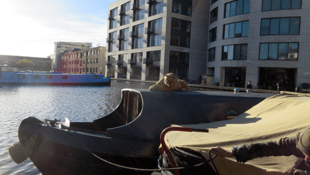 The rarely seen native King's Cross Tiger on the Regent's Canal, north end of Battlebridge Basin
