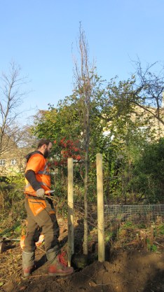 Beech Tree in Thornhill Bridge community gardens.