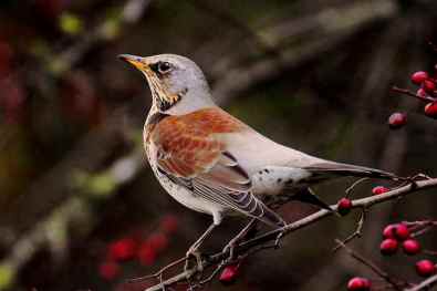 fieldfare-1