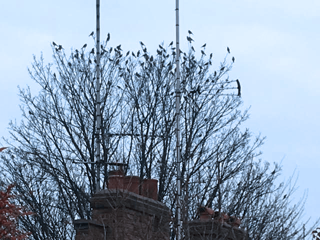 fieldfares-in-kings-cross-hidden-garden