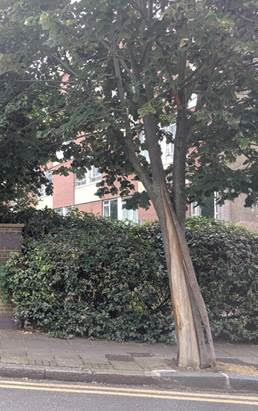 Bark damage. Winford Road.