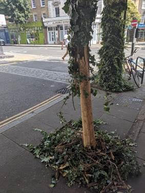 Northdown St – second tree destroyed.