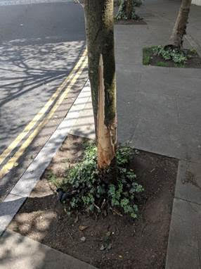 Northdown Street – tree destroyed.
