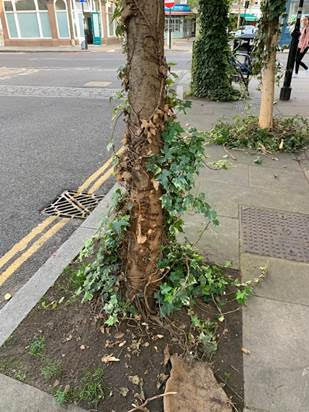 Northdown Street – tree saved so far.